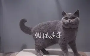 关于独家：Scout将于8月16日打的信息|